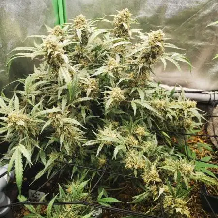 First time indoor automatics FastBuds - Z -UP