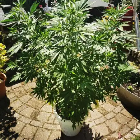 RS11 Outdoor Germany