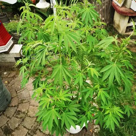 RS11 Outdoor Germany