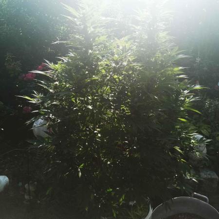 RS11 Outdoor Germany