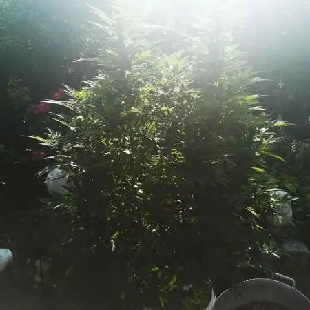 RS11 Outdoor Germany