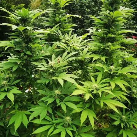 RS11 Outdoor Germany
