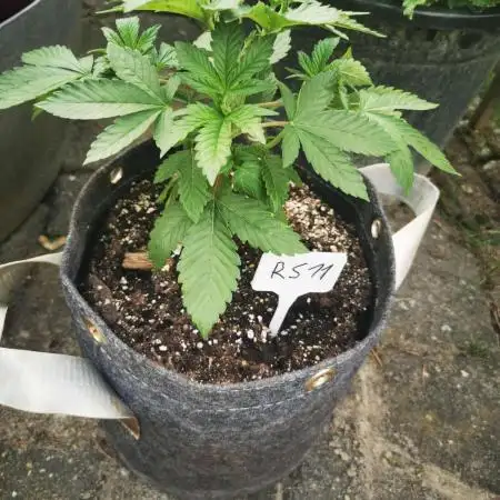 RS11 Outdoor Germany