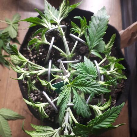 First time indoor automatics FastBuds - Z -UP