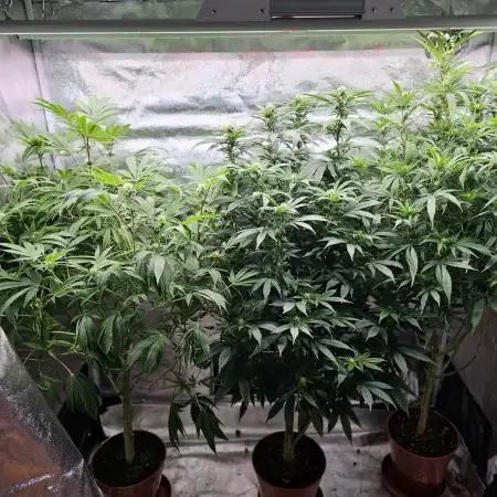 Tree musketeers
