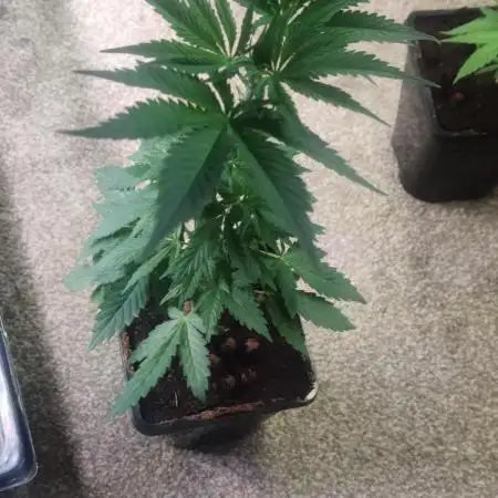 Hench nugs