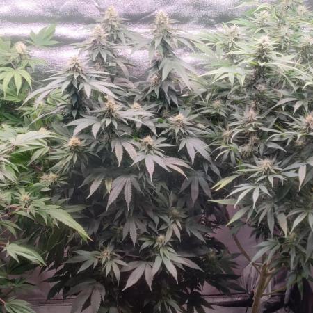 Tree musketeers