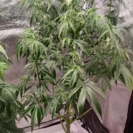 Tree musketeers