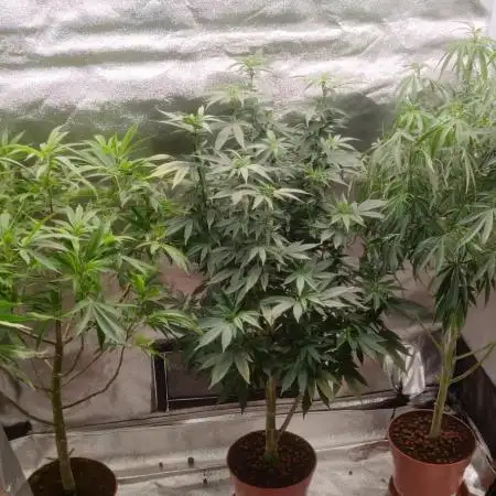 Tree musketeers