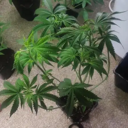 Sour tangie
