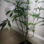 White widow throwback