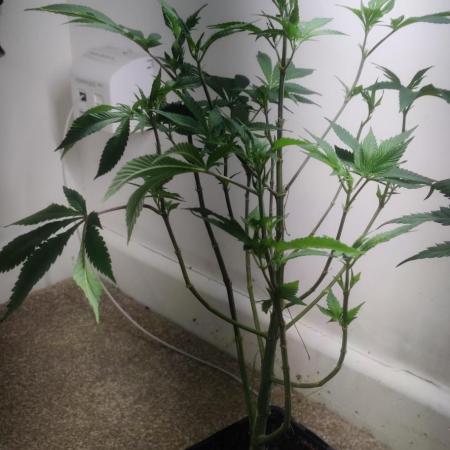 White widow throwback