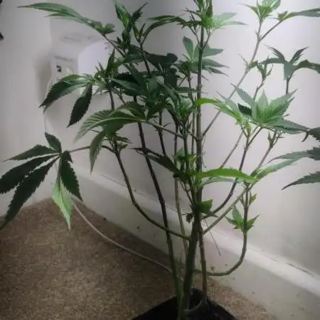 White widow throwback