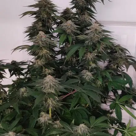 Arjans strawberry haze