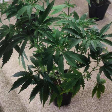 Jammy jam jam haze