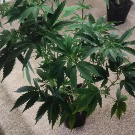 Jammy jam jam haze