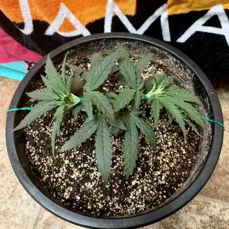 Chronic Lights