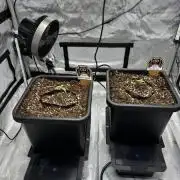 1sr Grow Night Owl - Space Station Gold