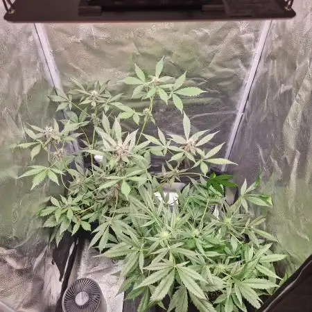 2025 - Grow 1