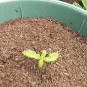  AUTO AK 47 #1