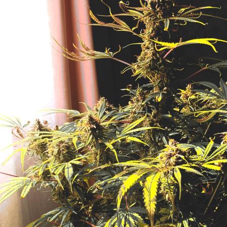Auto Fractal Divine Seeds