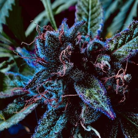 Auto Fractal Divine Seeds