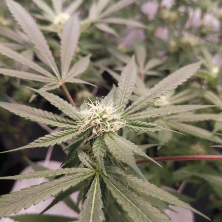 Primera vez cultivando en coco e indoor