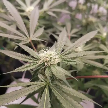 Primera vez cultivando en coco e indoor