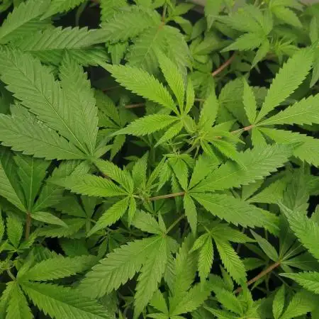 First coco and indoor grow