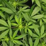 Primera vez cultivando en coco e indoor