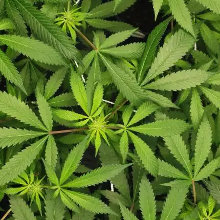 Primera vez cultivando en coco e indoor