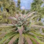 Kuchi Diesel 2024/2025 Uruguay / Living Soil / KNF homemade nutrients