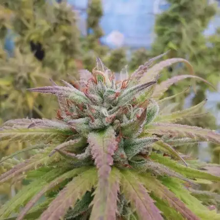 Kuchi Diesel 2024/2025 Uruguay / Living Soil / KNF homemade nutrients