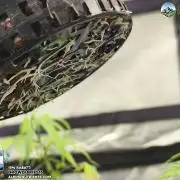 AlpineNutrients.com trifft MannyT.at #1
