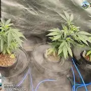 AlpineNutrients.com trifft MannyT.at #1