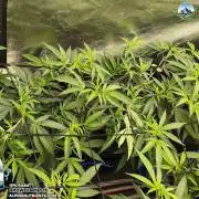 AlpineNutrients.com trifft MannyT.at #1