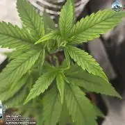 AlpineNutrients.com trifft MannyT #4