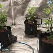 AlpineNutrients.com trifft MannyT #4