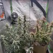 Mephisto - Golden O’z