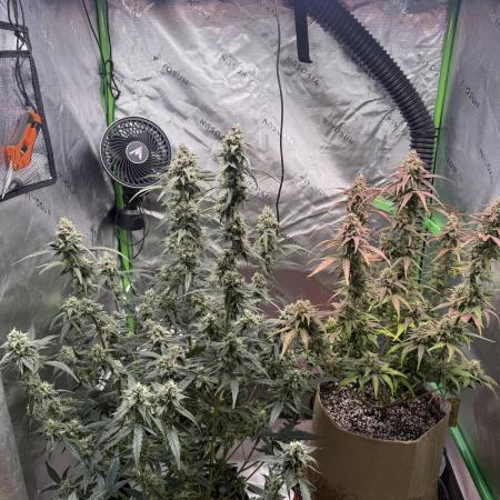 Mephisto - Golden O’z