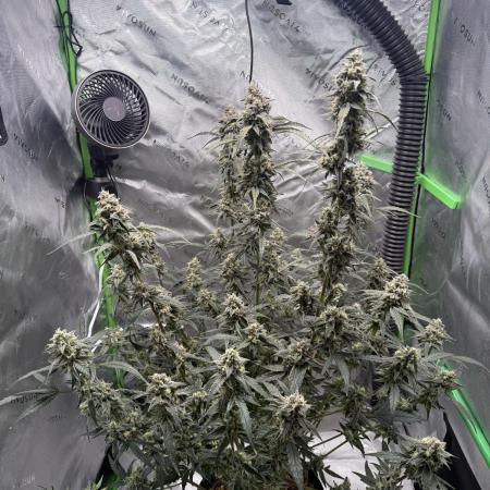 Mephisto - Golden O’z
