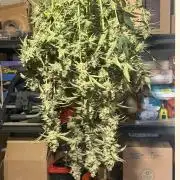 Mephisto - Golden O’z
