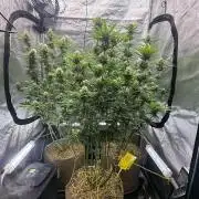 Super Lemon Haze - Fast run