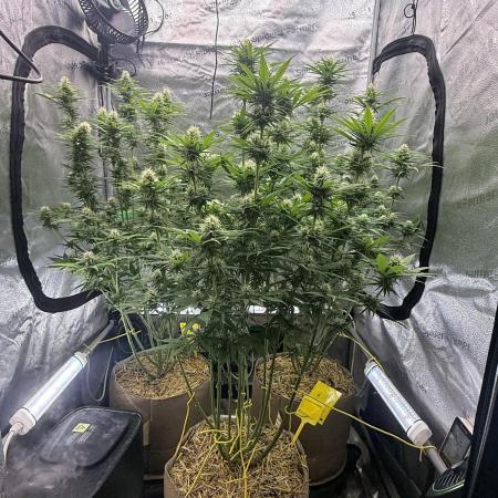 Super Lemon Haze - Fast run