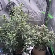 Mephisto - Golden O’z