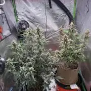 Mephisto - Golden O’z