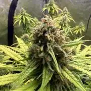 Super Lemon Haze - Fast run