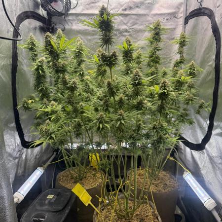Super Lemon Haze - Fast run