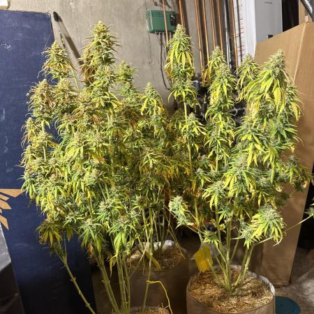 Super Lemon Haze - Fast run