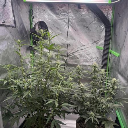 Mephisto - Golden O’z